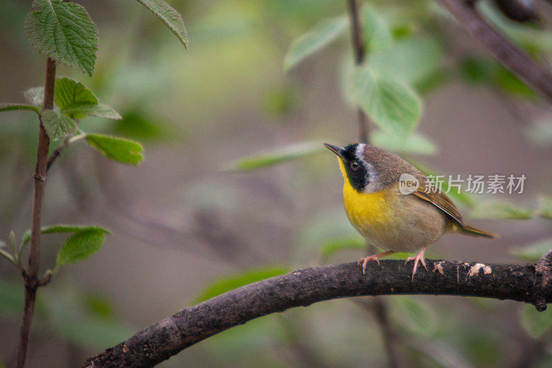 普通雄性黄喉鸟，(geothlyypis trichas)， Mascarita Común，雄性蒙面莺。